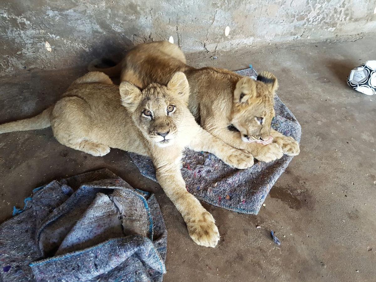 Thandabantu Game Lodge Roossenekal Экстерьер фото